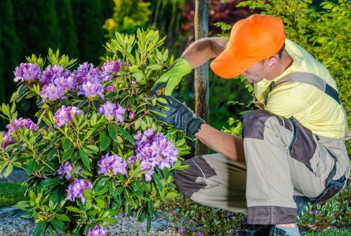 Tree removal service with branch and timber clearance in Poplar
