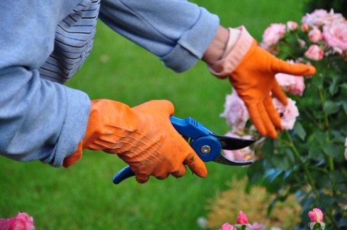 Professional hedge trimming along a boundary in Poplar