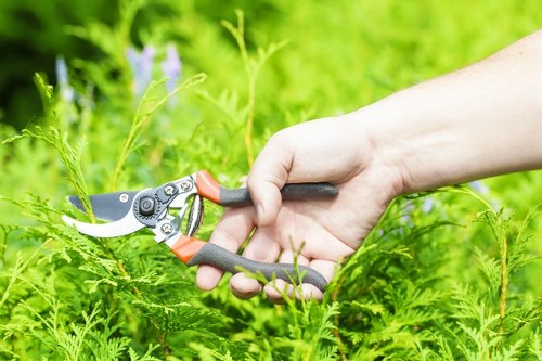 Free quote for tree surgeons in Poplar